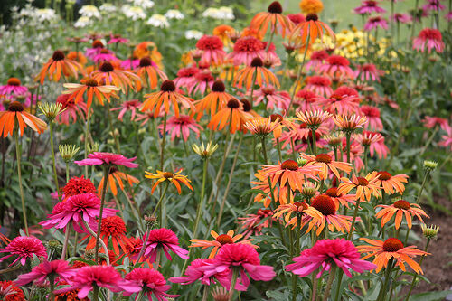 Jeżówka SUMMER SUN Echinacea | Future Gardens