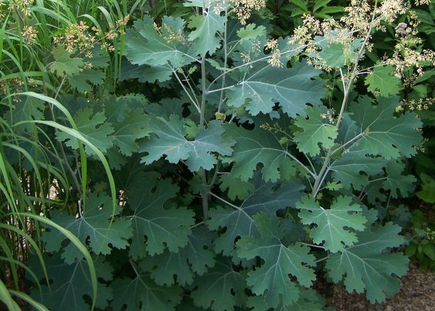 Makleja sercowata Bokkonia Macleaya cordata - 20 nasion