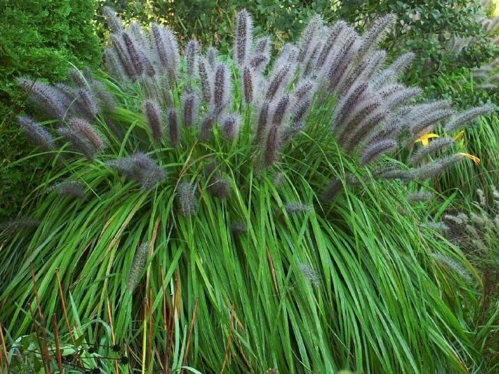  Rozplenica japońska MOUDRY Pennisetum alopecuroides Piórkówka /C2 *5