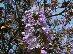 Paulownia wielkolistna Paulownia elongata C5/40-60cm