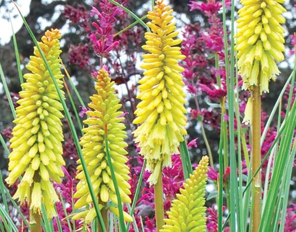 Trytoma PINEAPPLE POPSICLE Kniphofia uvaria  