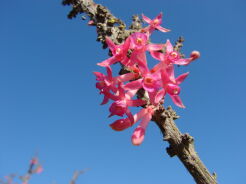 Fuchsia lycioides Fuksja kolcowojopodobna /C2 *K8