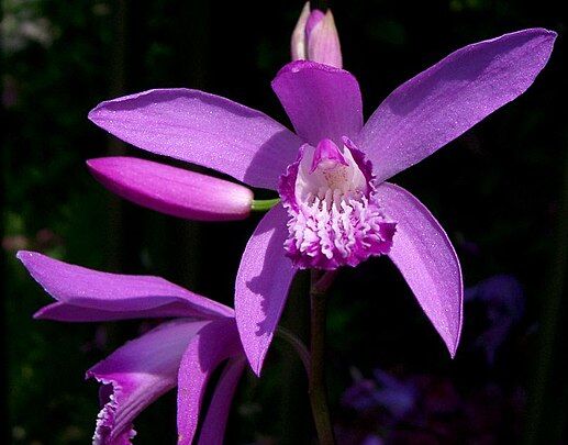 Storczyk naziemny Bletilla striata syn. Bletilla hyacinthina /P9 *K8