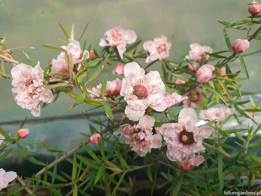 Manuka APPLEBLOSSOM Leptospermum scoparium zw. Drzewko herbaciane C2/30-40cm *G3