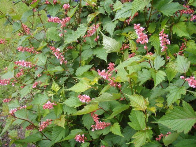 Neilia tybetańska Neillia thibetica C2/20-40cm *T9