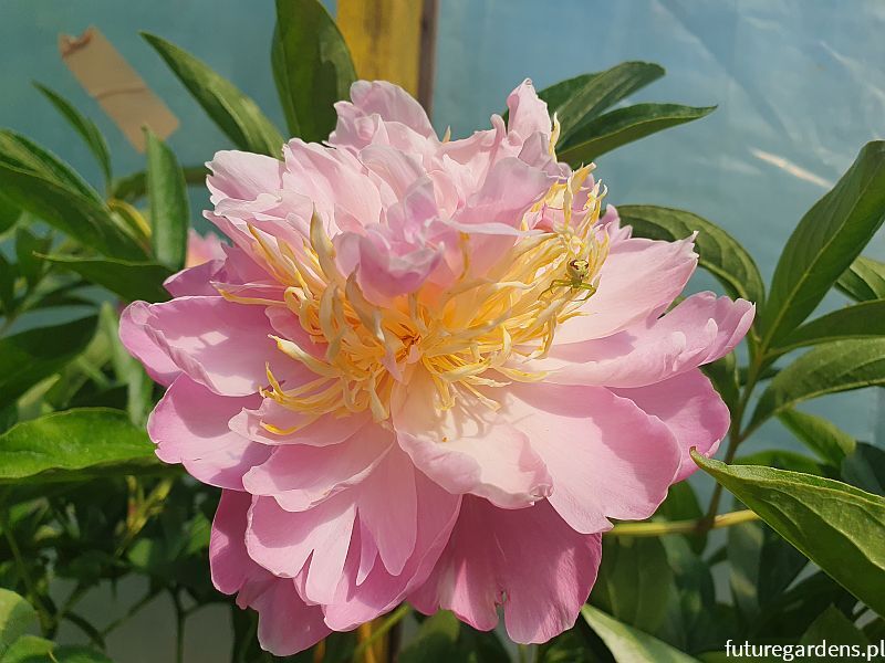 Piwonia LAVON Peonia lactiflora /C4 *T10