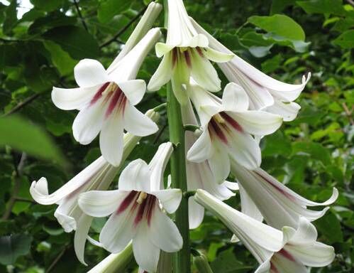 Lilia himalajska L.gigant Cardiocrinum giganteum syn.Lilium giganteum /P7 *G1