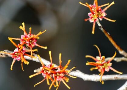 Oczar karłowy QUASIMODO wiosenny Hamamelis vernalis C5/30-40cm *K8