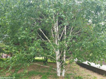 Brzoza biała Betula pendula - wielopniowa C5/1,6-1,8m *K6