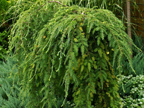 Choina kanadyjska PENDULA Tsuga canadensis C5/1-1,2m *K4