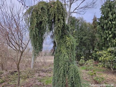 Choina kanadyjska PENDULA Tsuga canadensis C5/1-1,2m *K4