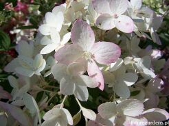 Hortensja wiechowata TOUCH OF PINK Hydrangea paniculata /C5