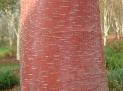 Brzoza chińska PINK CHAMPAGNE Betula albosinensis C3/60cm *T58