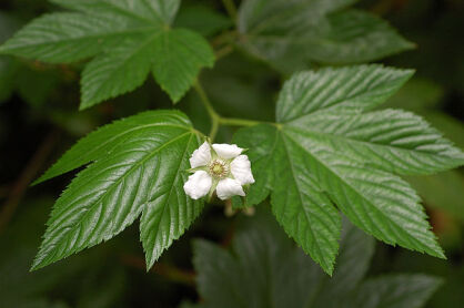 Rubus trifidus C4/80-100cm *T13