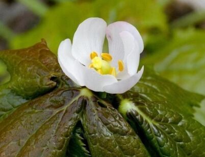 Stopowiec tarczowaty Podophyllum peltatum /P9