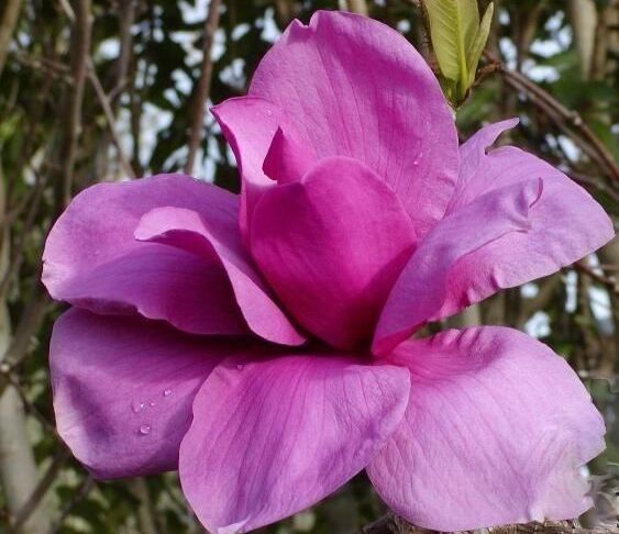 Magnolia campbellii LANARTH /C12