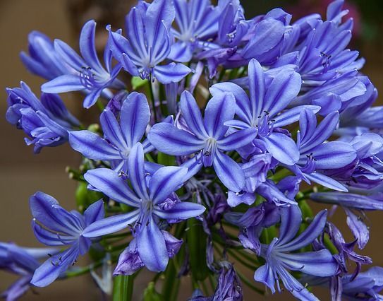 Agapant Lilia afrykańska Agapanthus africanus /P9 *8