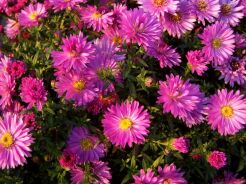 Aster ISLAND BAHAMAS Aster dumosus /C2 *K3