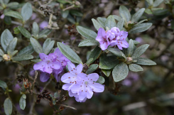 Rhododendron hippophaeoides Fimbriatum Group C4/20-30cm *T13