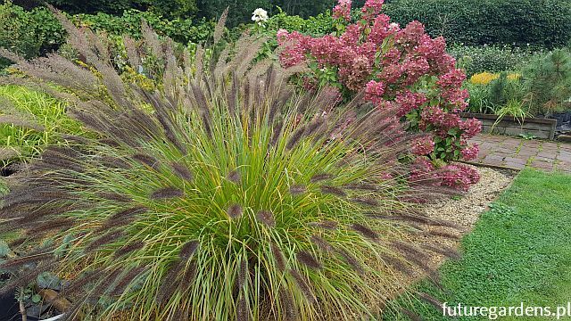 Rozplenica japońska RED HEAD Pennisetum alopecuroides Piórkówka /C5 *K5