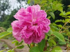 Róża damasceńska BLUSH DAMASK Rosa damascena /C5 *T50 *K1