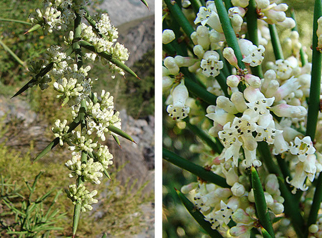 Colletia hystrix C2/40cm