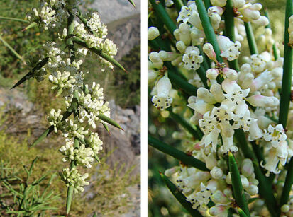 Colletia hystrix C2/40cm