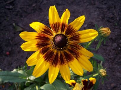 Rudbekia owłosiona DENVER DAISY Rudbeckia hirta