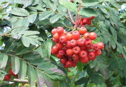 Jarząb pospolity odm. 'KONZENTRA' Sorbus aucuparia