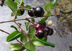 Amomyrtus luma in.Myrtus lechleriana Chilijska guawa /C2