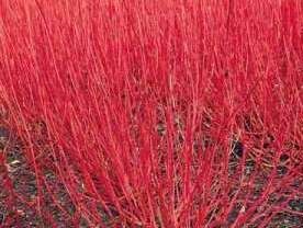 Dereń biały 'SIBIRICA' Cornus alba C2/40cm