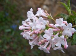 Kalina DEBEN Viburnum bodnantense C10/80-100cm *8