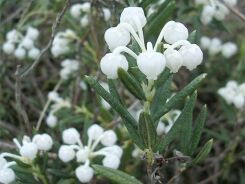 Modrzewnica pospolita ALBA Andromeda polifolia /P9 *T46