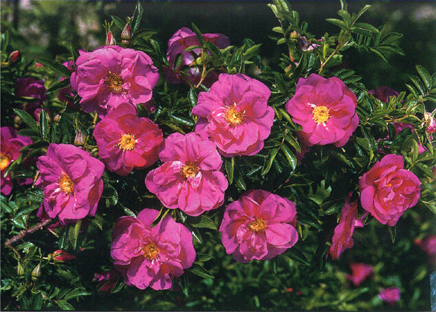 Róża pomarszczona RÓŻOWA Rosa rugosa ~ 30 nasion  