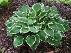 Hosta WINTER SNOW Funkia /P11 *5