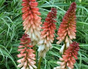 Trytoma groniasta ORANGE VANILIA POPSICLE Kniphofia uvaria /C2,5