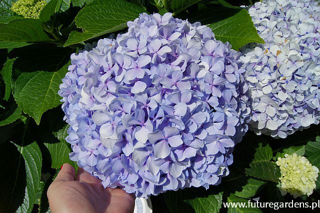 Hortensja ogrodowa 'Bailmer' ENDLESS SUMMER ORIGINAL Hydrangea macrophylla /C2 *K11