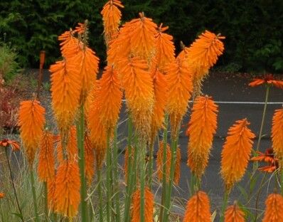 Trytoma MANGO Popsicle Kniphofia /C2,5