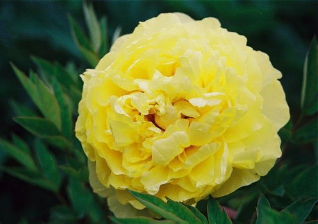 Japońska piwonia drzewiasta ŻÓŁTA Paeonia suffruticosa /P11