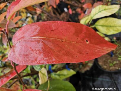 Sapium japonicum syn. Neoshirakia japonica C2/40-50cm *T52