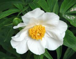 Paeonia emodii Piwonia himalajska /C2 *11