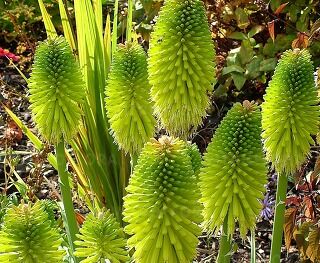 Trytoma LIMELIGHT Kniphofia /P11