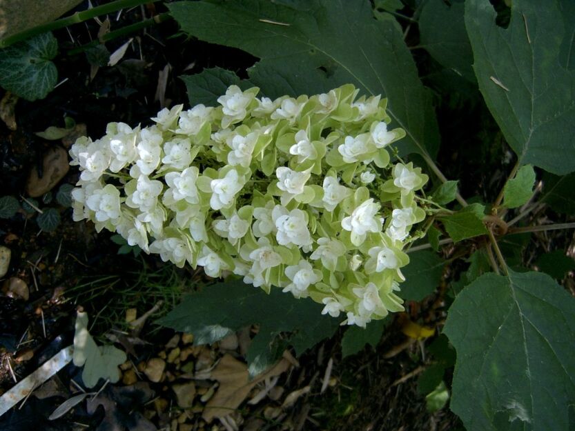 Hortensja dębolistna SNOW FLAKE Hydrangea quercifolia C4/30cm *K8