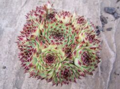 Rojnik ogrodowy nr 13 Sempervivum hybridum