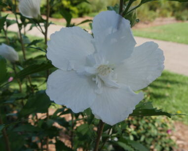 Hibiscus kolumnowy WHITE PILLAR syn. 'Gandini van Aard' Ketmia syryjska C5/120-140cm