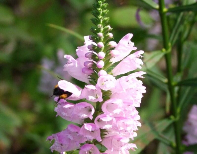 Odętka wirginijska RÓŻOWA Physostegia virginiana -20szt. nasion