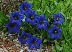 Goryczka siedmiodzielna NIEBIESKA - nasiona - 0,02 g Gentiana septemfida