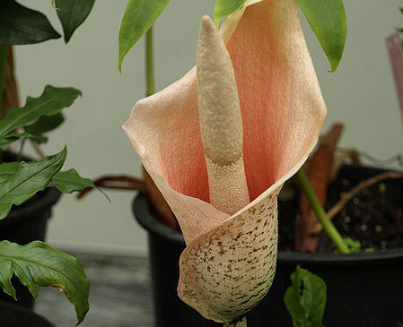 Dziwidło RÓŻOWE Amorphophallus bulbifer /C2