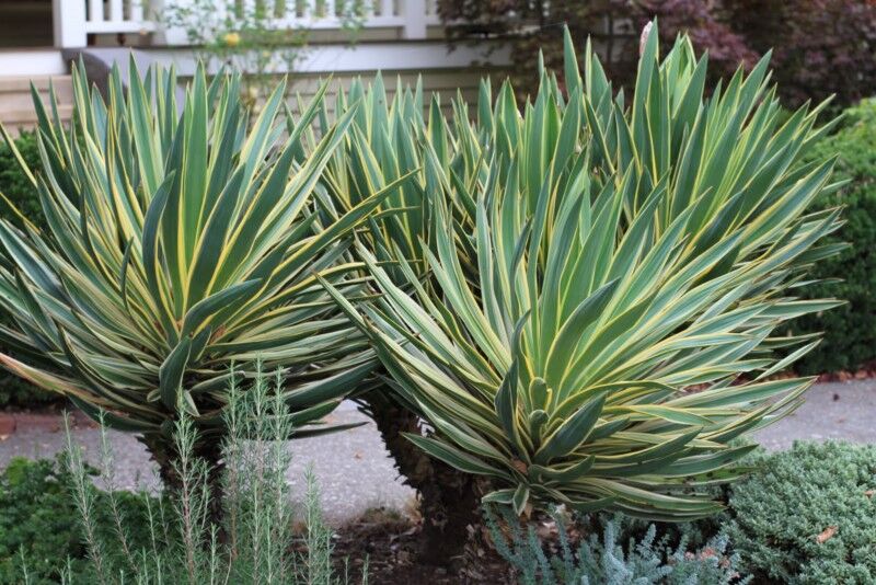 Yucca gloriosa VARIEGATA na pniu Juka /C5 *T27-28