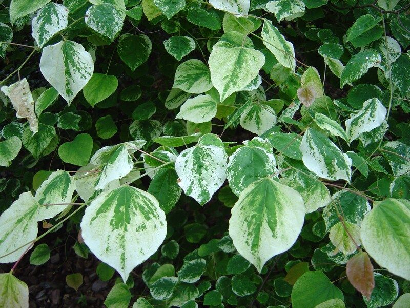 Judaszowiec kanadyjski SILVER CLOUD  Cercis canadensis Eastern Redbud 